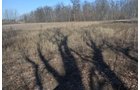 Property photo 9 - East Allen County - 55 Acre Land Auction